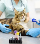 תסמיני מחלה אצל חתולים - תמונת המחשה